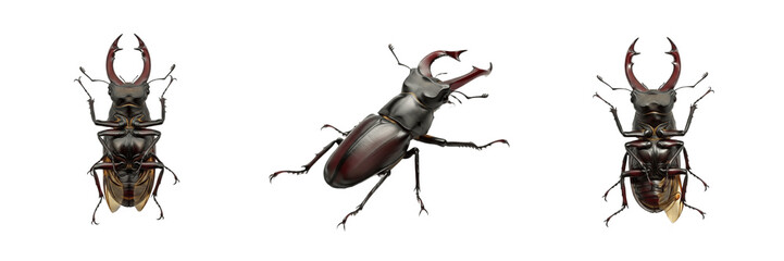 European stag beetle set Lucanus cervus collection male insect with large mandibles for wildlife study nature isolated on white background PNG cutout high quality digital asset © Peteesh