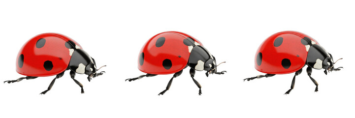 Red ladybug set Coccinella septempunctata collection spotted beetles for garden pest control wildlife nature isolated on white background PNG cutout high quality digital asset © Peteesh