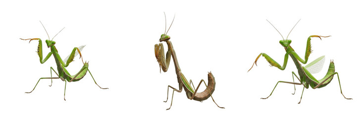 Praying mantis set, green Mantis religiosa collection for wildlife and insect study, predatory garden insect specimens, isolated on white background, PNG cutout © Peteesh