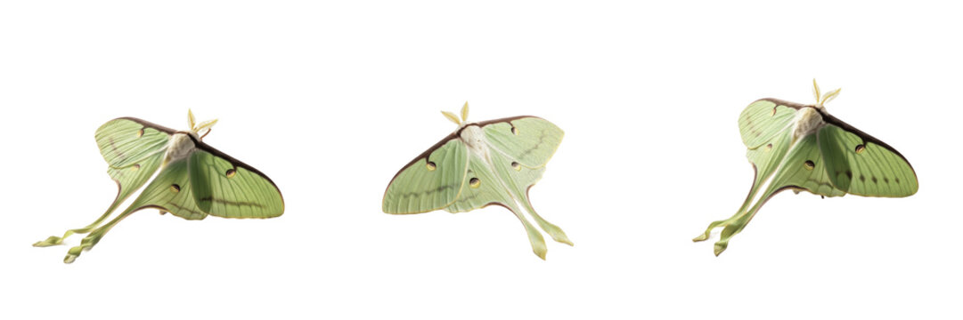 Luna moth set Actias luna collection giant silk moth for wildlife study and nature garden isolated on white background PNG cutout high quality digital stock asset metadata