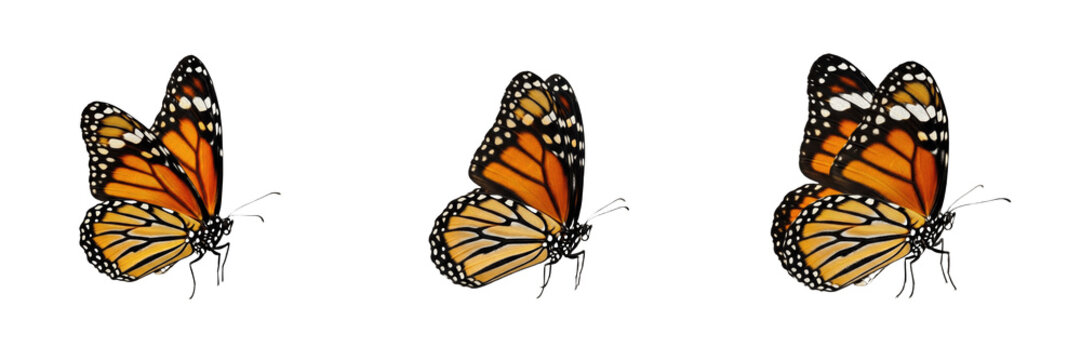 Monarch butterfly set, orange Danaus plexippus collection for nature and garden design, flying insect wildlife specimens, isolated on white background, PNG cutout