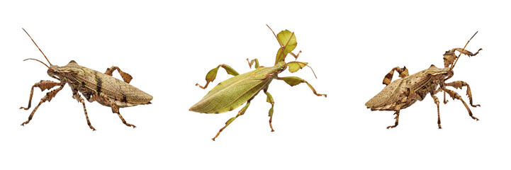 Leaf Insect Phyllium Bioculatum Isolated On White Background Macro Photography Walking Leaf Insect Group Detailed Entomology Specimen Stock Photo Studio Lighting © Uzair