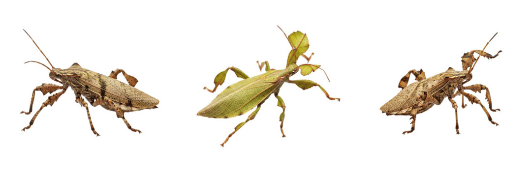 Leaf Insect Phyllium Bioculatum Isolated On White Background Macro Photography Walking Leaf Insect Group Detailed Entomology Specimen Stock Photo Studio Lighting