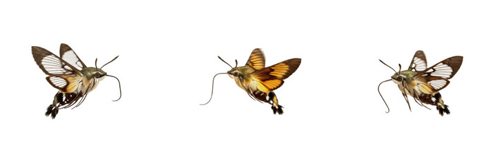 Hummingbird Clearwing Moth Hemaris Thysbe Isolated on White Background PNG Collection Flying Wings Insects Nature Wildlife Macro Small Fauna Summer Lepidoptera Set © Gooer