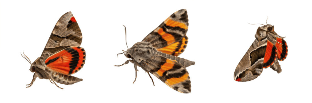Red Underwing Moth Catocala Nupta Isolated on White Background PNG Collection Orange Hindwings Grey Wings Insects Nature Wildlife Macro Small Fauna Summer Lepidoptera Set