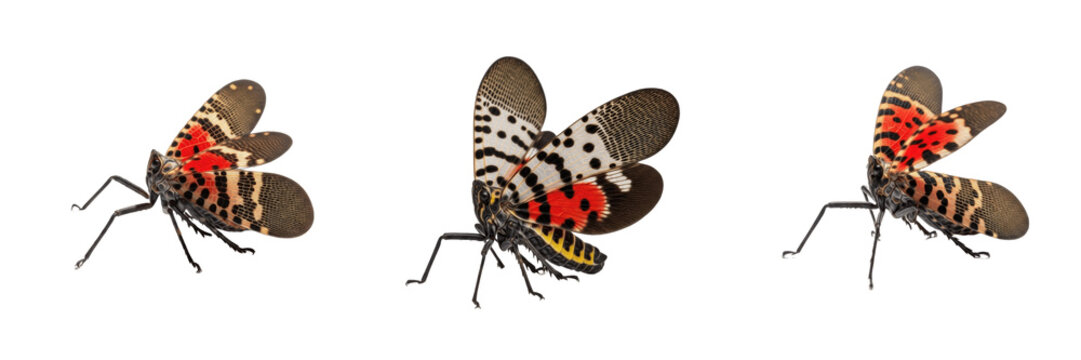 Spotted Lanternfly Lycorma delicatula isolated on white background, invasive planthopper red black white wings macro photography, detailed entomology specimen nature asset