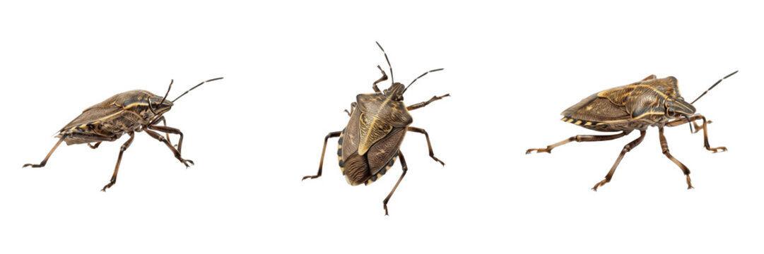 Brown Marmorated Stink Bug Halyomorpha halys isolated on white background, mottled brown shield bug macro photography, invasive garden insect, detailed nature asset