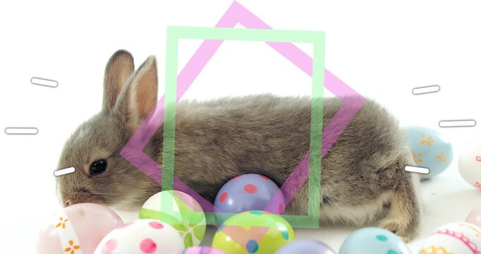 Small grey baby rabbit reacting to shifting pastel overlay, lifting head, nudging eggs on white