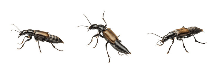 Rove Beetle Staphylinidae isolated on white background, brown black predatory insect, short wing covers macro photography, detailed entomology specimen, nature asset