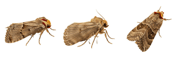 Brown Mottled Moth Trio Isolated on White Background PNG, Nocturnal Garden Insect Macro Photography, Neutral Tone Lepidoptera Species Collection Design Asset © Sorlolve