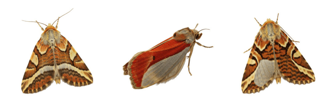 Brown and Orange Underwing Moth Trio Isolated on White Background PNG, Catocala Species Macro Photography, Colorful Wing Pattern Insect Asset for Nature Design Stock