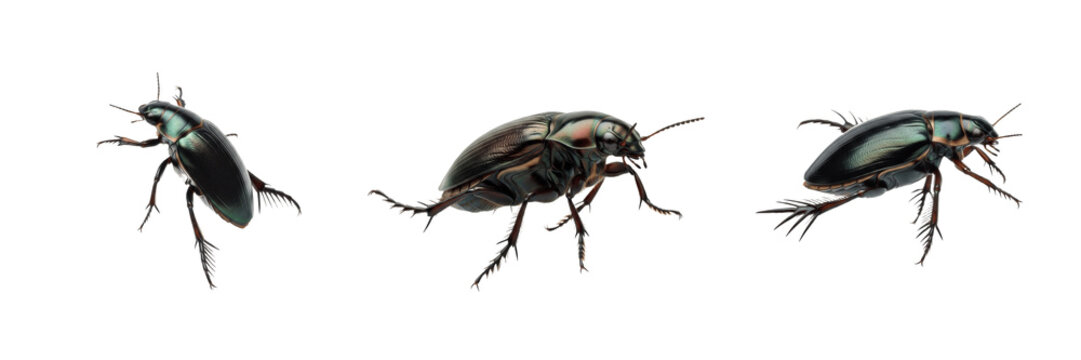 Metallic Black Diving Beetle Trio Isolated on White Background PNG, Shiny Water Beetle Macro Photography, Dytiscidae Insect Collection Aquatic Bug Asset Stock Photo