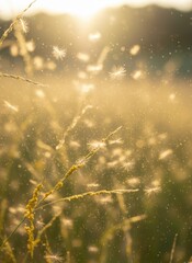 Golden Hour Sunlight Illuminates Delicate Seed Pods Floating in a Sunlit Field of Green Grass During Summer Evening Warmth and Soft Bokeh