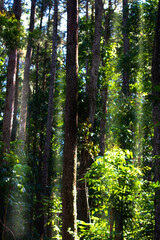 Obraz premium A smooth hotmix asphalt road cuts through a dense forest with large trees, connecting districts on the island of Sumba