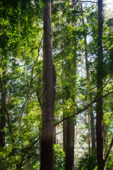 Fototapeta premium A smooth hotmix asphalt road cuts through a dense forest with large trees, connecting districts on the island of Sumba