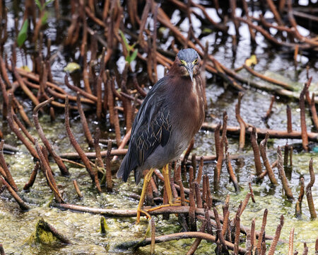 Curasao Protected Swamp Reserve