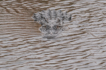 Naklejka premium American Alligator Swimming in Rippled Water at Lake Apopka, Central Florida
