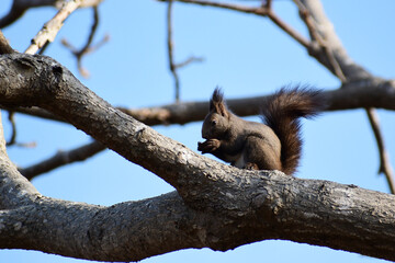 太い枝の上でクルミを食べるエゾリス