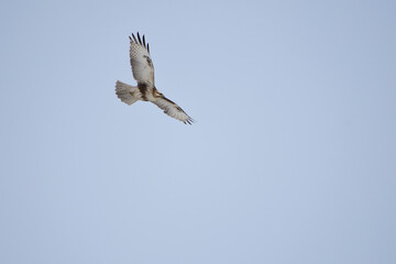 Obraz premium 頭上を旋回する冬のノスリ