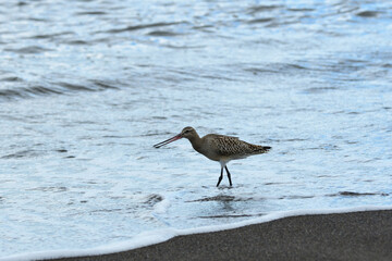 波打ち際を歩くオオソリハシシギ