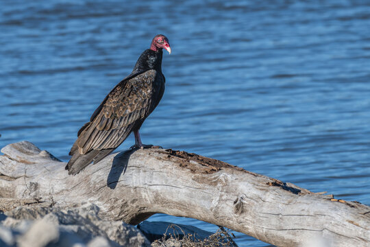 Turkey vulture perched on a fallen tree on the lakeshore.