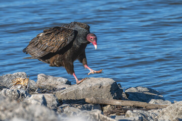 Turkey vulture walking on a rocky lakeshore.
