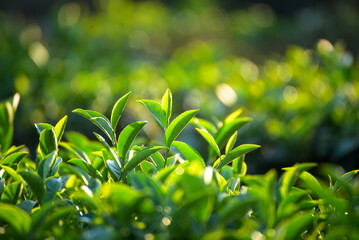 Obraz premium Close up Tree tea plant green nature in morning. Drinking organic relax heath plant. Tree tea plantations in morning sun light. Green tea tree farm. Fresh plantations mountain green landscape
