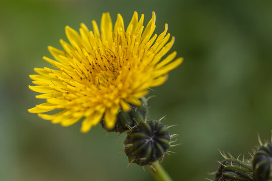 common sowthistle