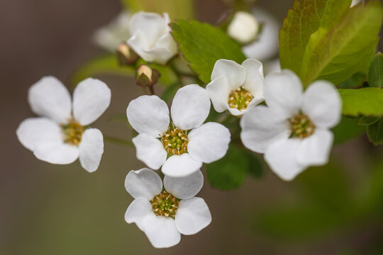 Thunberg's meadowsweet
