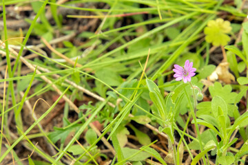 Una peque&ntilde;a y bell&iacute;sima flor en el pinar