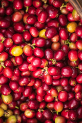 Vertical Horizon Ripe Red coffee bean berry plant fresh seed coffee tree growth green eco organic farm. Vertical red ripe seed robusta arabica berries harvest coffee garden. Fresh green coffee bean