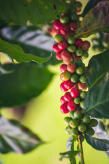 Vertical Coffee tree red green bean ripe seed robusta arabica berry harvest coffee garden. Fresh green coffee bean. Vertical Close up hands harvest red seed basket robusta arabica plant farm outdoor