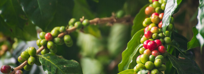 Banner Coffee tree red green bean leaf tree growing berry bean plant. Abstract Background design template with copy space. coffee bean berry plant fresh seed. Banner Design element Coffee tree © aFotostock