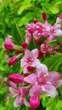 Weigela Flower Close-up in the Rain