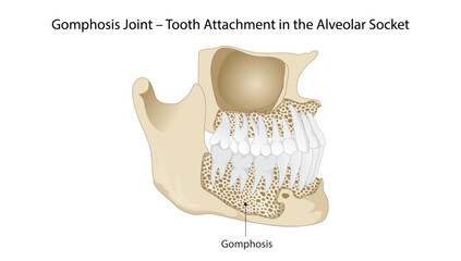 Gomphosis Joint- Tooth Attachment in the Alveolar Socket, gomphosis joint, where the tooth root is anchored into the alveolar bone of the maxilla or mandible via the periodontal ligament. © Bhawana