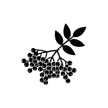 Black elderberry branch with ripe berries and green leaves isolated on white background