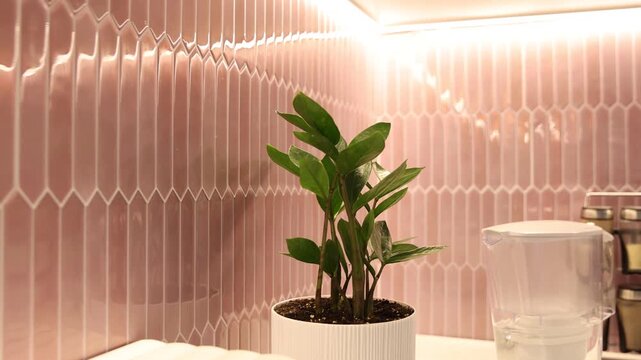 Peel and stick tiles on wall, plant and utensils in kitchen, closeup. Camera moving in