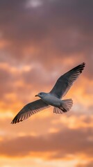 Fototapeta premium Seagull soaring through dramatic sunset sky with orange and purple clouds, wings spread wide in graceful flight, peaceful evening atmosphere.