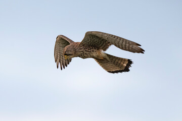 Faucon cr&eacute;cerelle