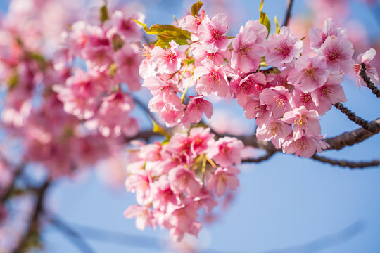 Kawazu Zakura Cherry Blossoms in Early Spring, Japan &ndash; Pink Sakura Flowers