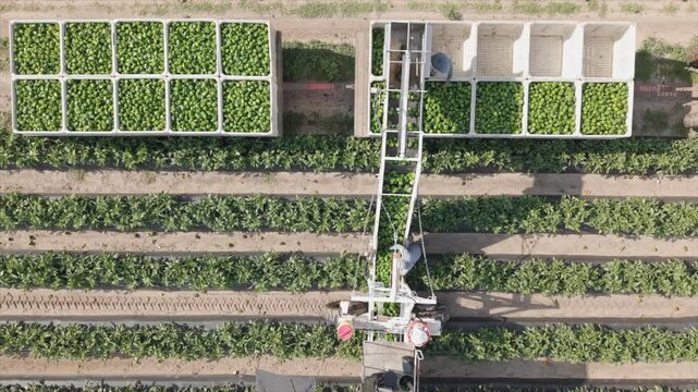 Drone video of midwest vegetable farming showing green bell pepper harvest using harvest aid for harvest efficiency and farm worker safety.