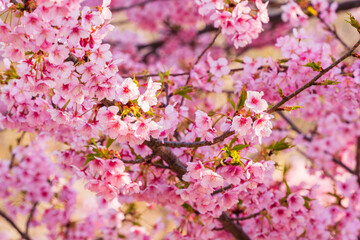 Fototapeta premium Kawazu Zakura Cherry Blossoms in Early Spring, Japan – Pink Sakura Flowers