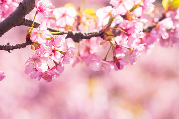 Fototapeta premium Kawazu Zakura Cherry Blossoms in Early Spring, Japan – Pink Sakura Flowers