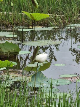 Flower on water