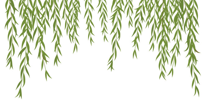 Numerous delicate green weeping willow leaves gracefully hang downwards from the top of the frame, forming a natural border on a white background.