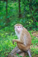 Toque Macaque Sitting on a Rock in the Sri Lankan Jungle
