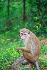 Fototapeta premium Toque Macaque Sitting on a Rock in the Sri Lankan Jungle