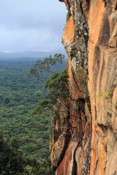 Tree Growing from Steep Orange Cliff Face Overlooking Tropical Jungle Canopy