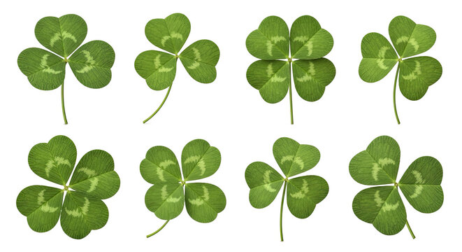 Vibrant four-leaf clovers rest on a white surface. The clovers display varying degrees of detail and texture, showcasing their unique shapes and patterns.