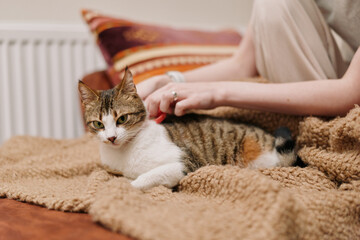A woman lifestyle concept shows a relaxed cat lying on a soft blanket while a person gently pets...